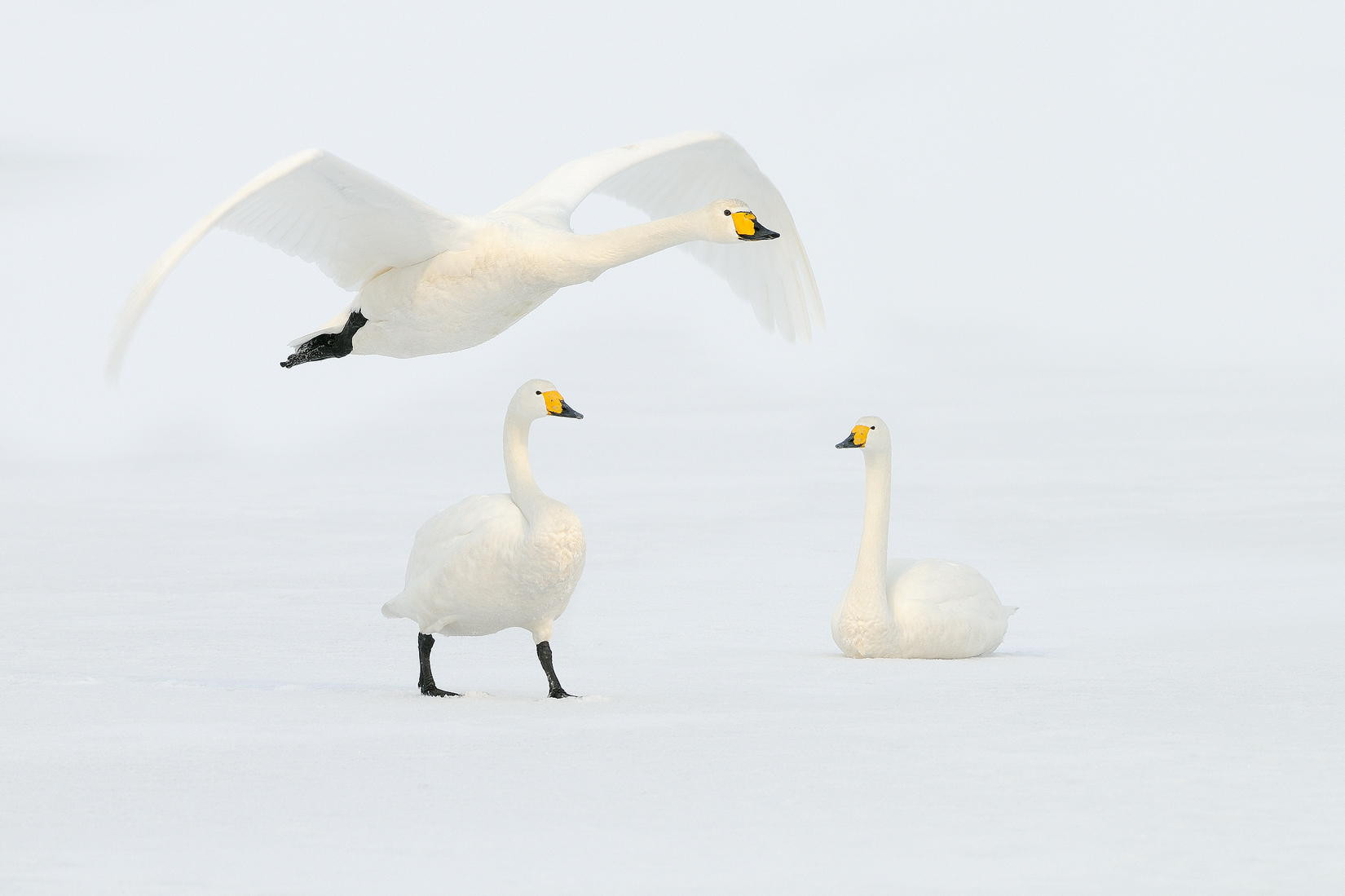 Swan dance